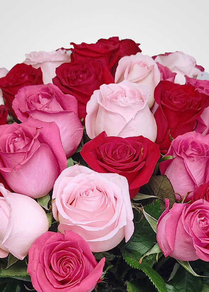 Destino Amor | 75 Rosas