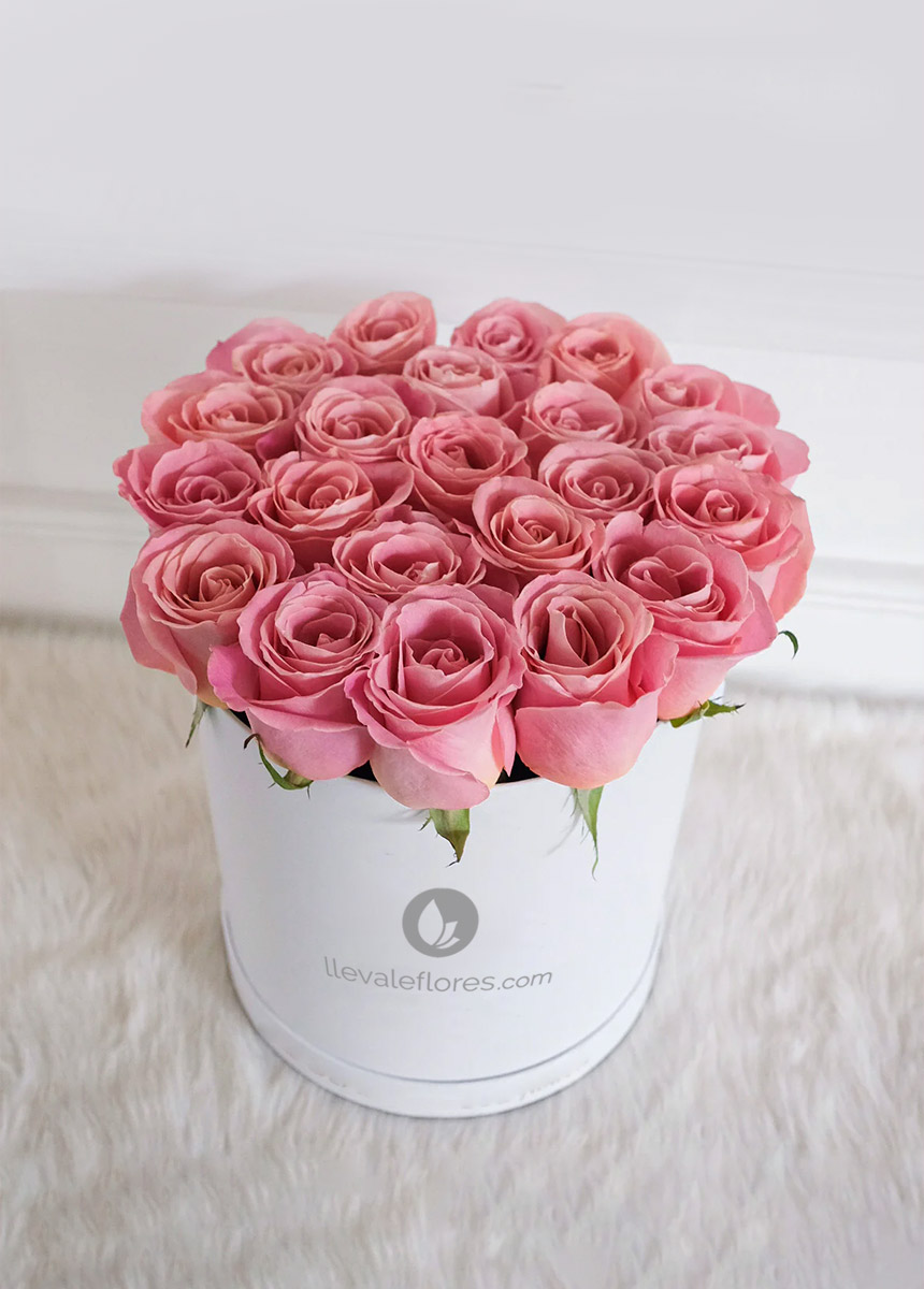 Demure | 24 rosas rosa