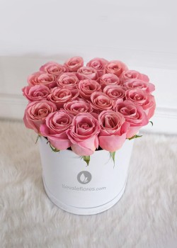 Demure | 24 rosas rosa