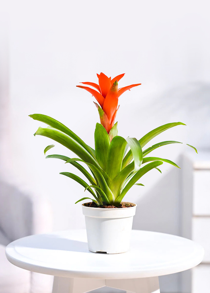 Bromelia