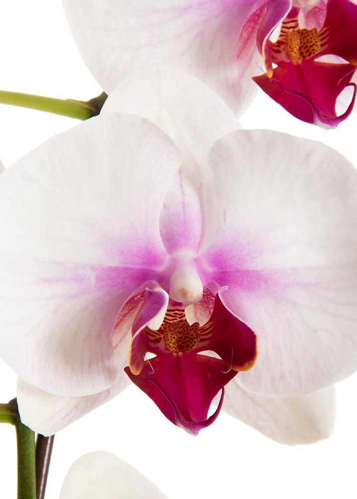 Orquídea Blanco y rosa