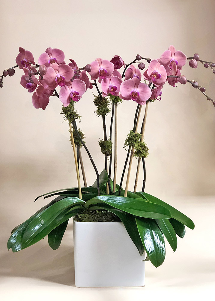 Orquídeas Rosa