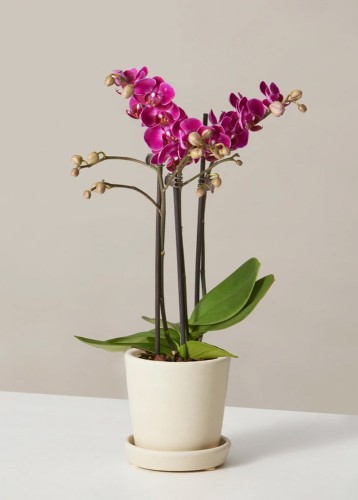 Orquídea Magenta