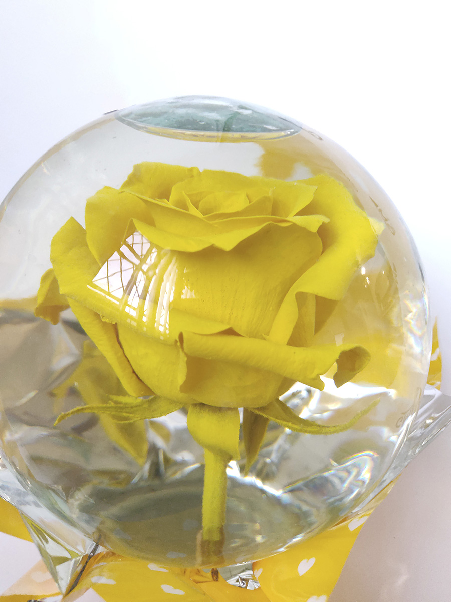 Rosa Eterna Amarilla