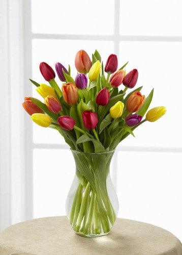 Tulipán de Arcoiris | 50 Tulipanes