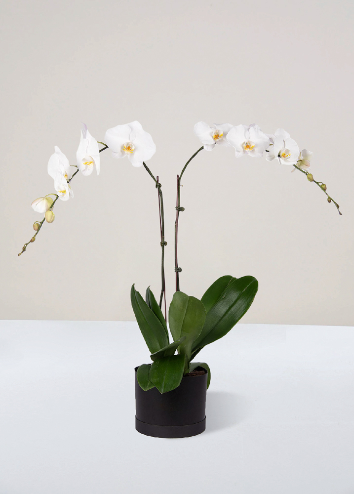 Orquídea Phalaenopsis 2 varas